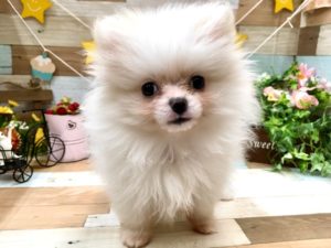 ポメラニアン　