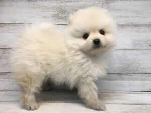 ポメラニアン￥370.700(税込)→5/23まで￥315.700（税込）