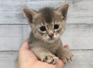 アビシニアン　