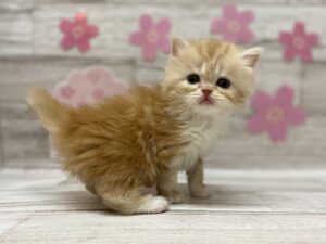 スコティッシュフォールド（立耳）　￥326,700(税込)