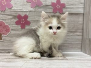 ⑬サイベリアン　