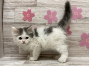 ⑫サイベリアン　