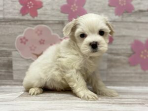 ⑪Mix（トイプードル×シーズー）￥272,800(税込)→￥239,800（税込）　5/23迄