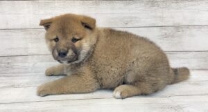 ⑤柴犬alt=