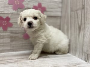 ⑥ビションフリーゼ　