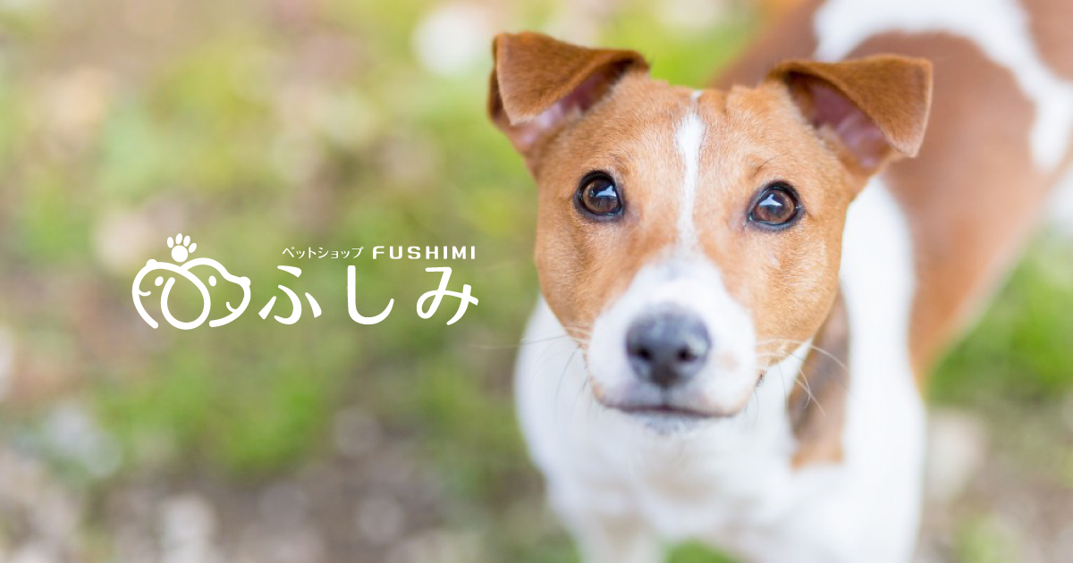 ペットショップ ふしみ ペットサロン一番町本店
