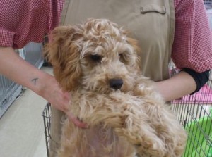 ミックス犬（父シーズー×母トイプードル）alt=
