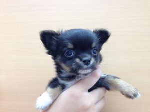 柴犬alt=