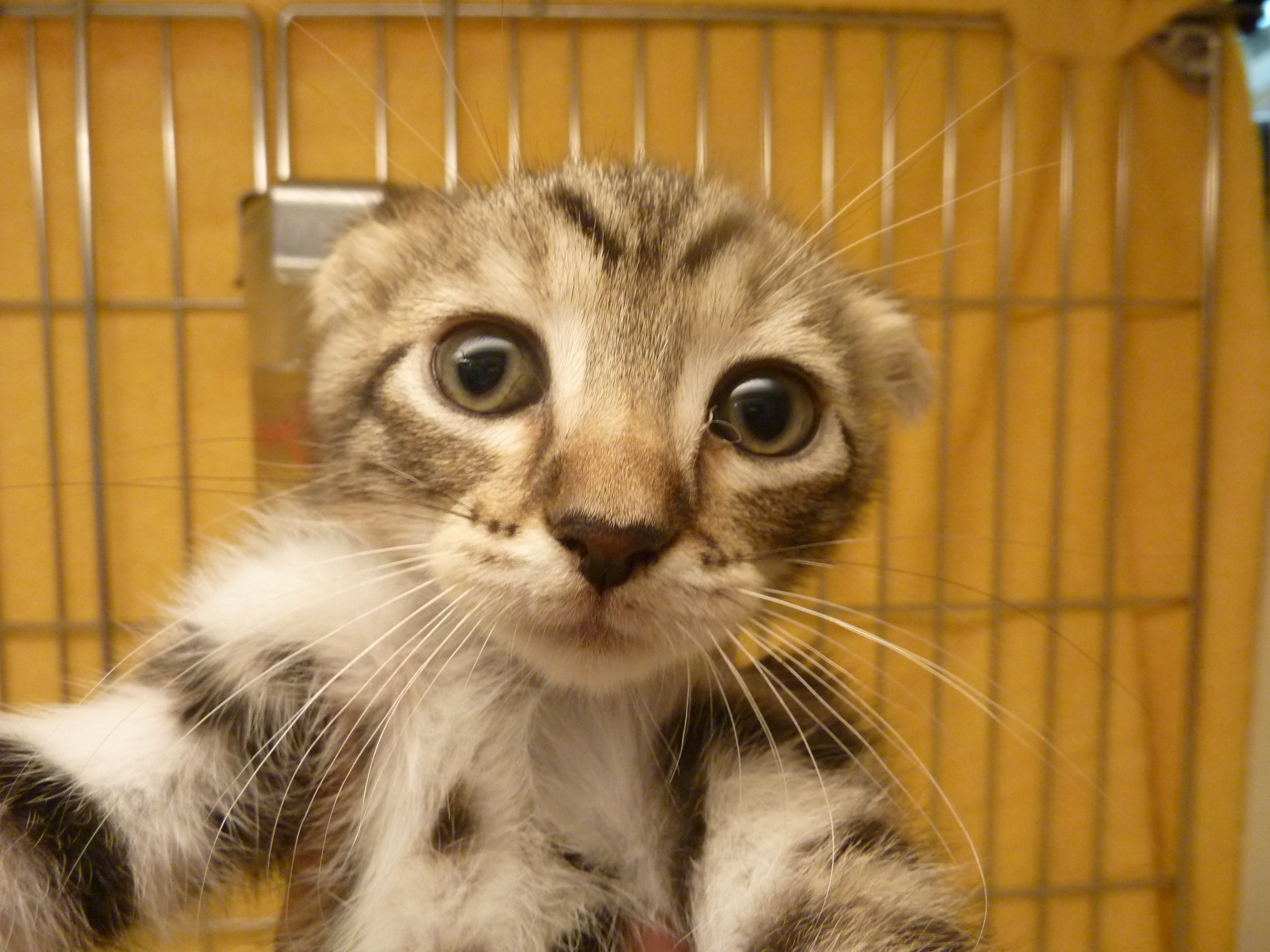 飼い主様お写真