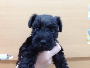 柴犬alt=
