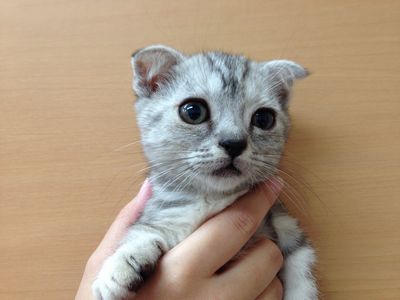 マンチカン 短足・折耳