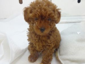 トイプードルalt=