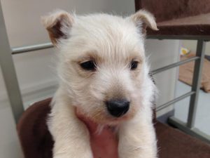 柴犬（父血統書豆柴・母豆柴認定犬）　alt=