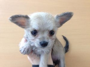 柴犬（父血統書豆柴・母豆柴認定犬）　alt=