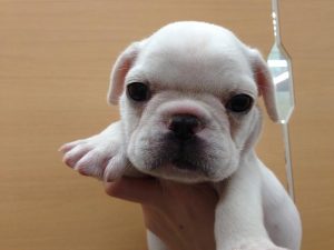 柴犬（父血統書豆柴・母豆柴認定犬）　alt=