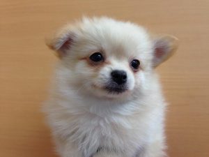 ポメラニアン　alt=