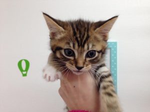 柴犬（父血統書豆柴・母豆柴認定犬）　alt=