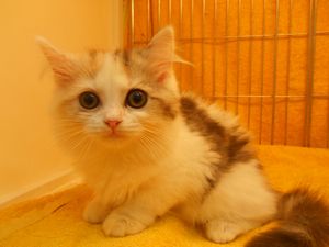 飼い主様お写真