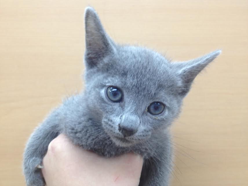 飼い主様お写真