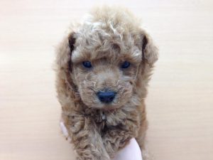 ｍｉｘ（父Ｍシュナウザー×母トイプードル）alt=