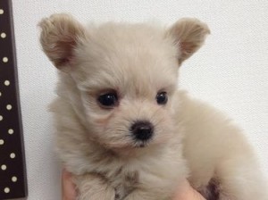 ｍｉｘ（父マルチーズ×母トイプードル）alt=