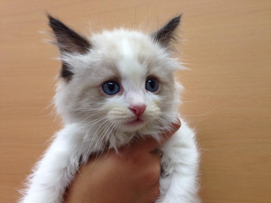 飼い主様お写真