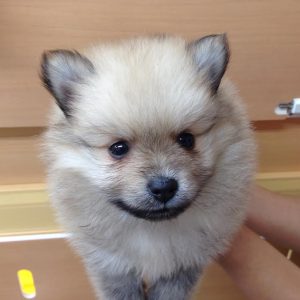 ポメラニアンalt=