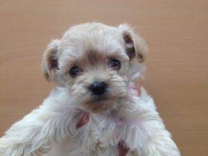 ＭＩＸ犬（チワワ×トイプードル）alt=