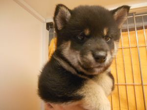 柴犬alt=
