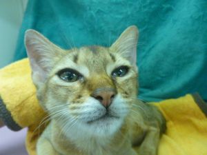 飼い主様お写真