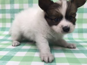柴犬alt=