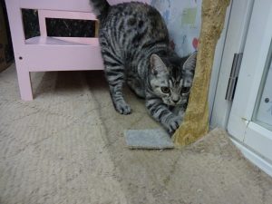 ノルウェージャンフォレストキャット　alt=
