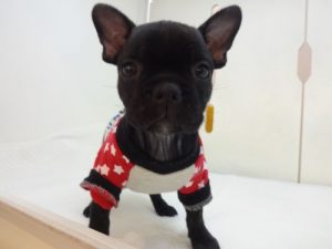 ノルウェージャンフォレストキャット　alt=