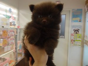Ｔカップトイプードルalt=