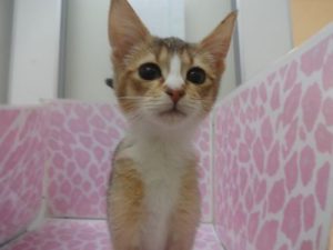 ジャックラッセルテリアalt=