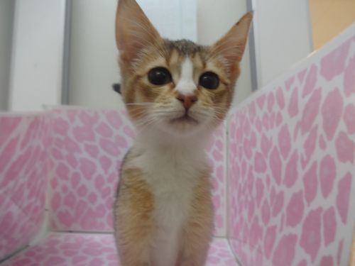 飼い主様お写真