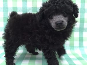 ノルウェージャンフォレストキャット　alt=