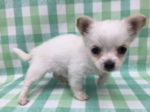 ノルウェージャンフォレストキャット　alt=