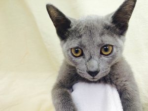 ジャックラッセルテリアalt=