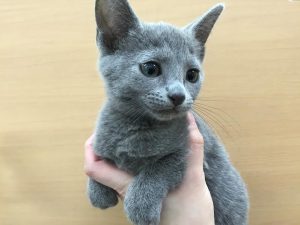 Ｔカップトイプードルalt=