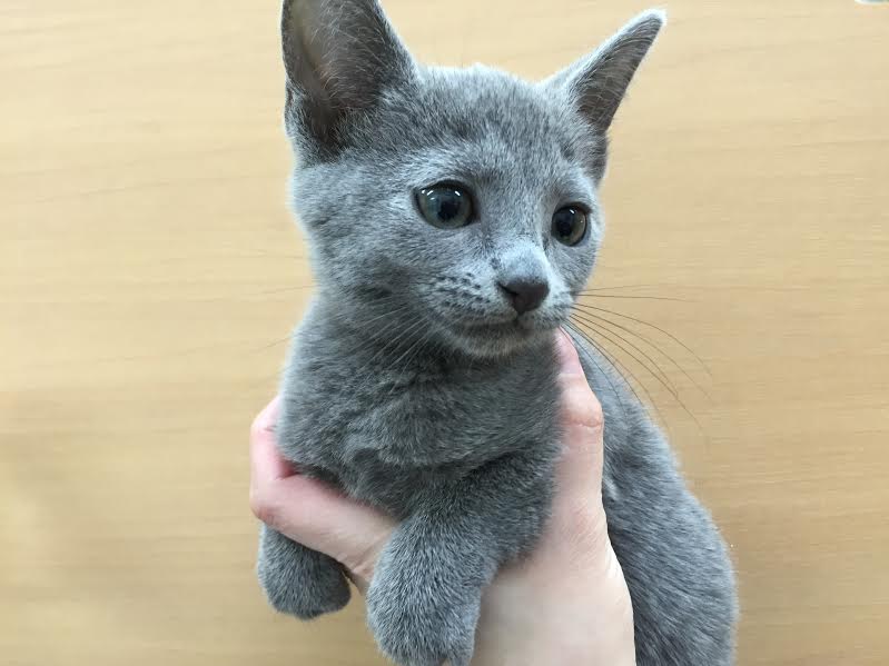 飼い主様お写真