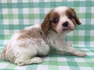 ブリティッシュショートヘアーalt=