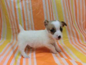 柴犬alt=