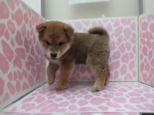 柴犬alt=