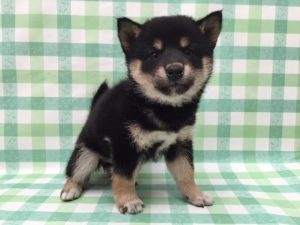 柴犬alt=