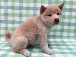 柴犬alt=