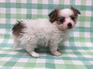 柴犬alt=