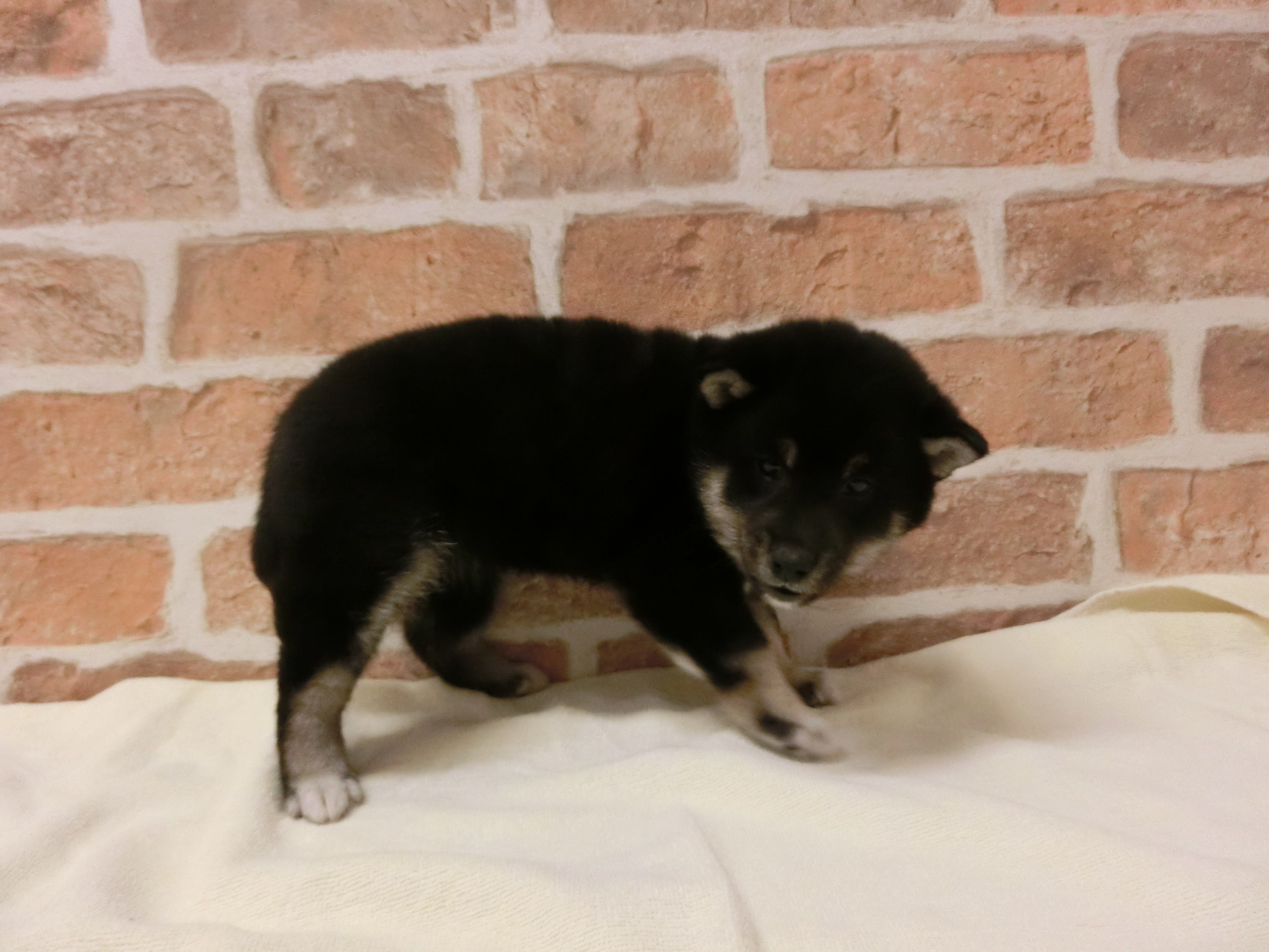 柴犬
