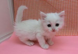 ブリティッシュショートヘアーalt=