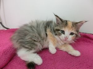 ブリティッシュショートヘアーalt=